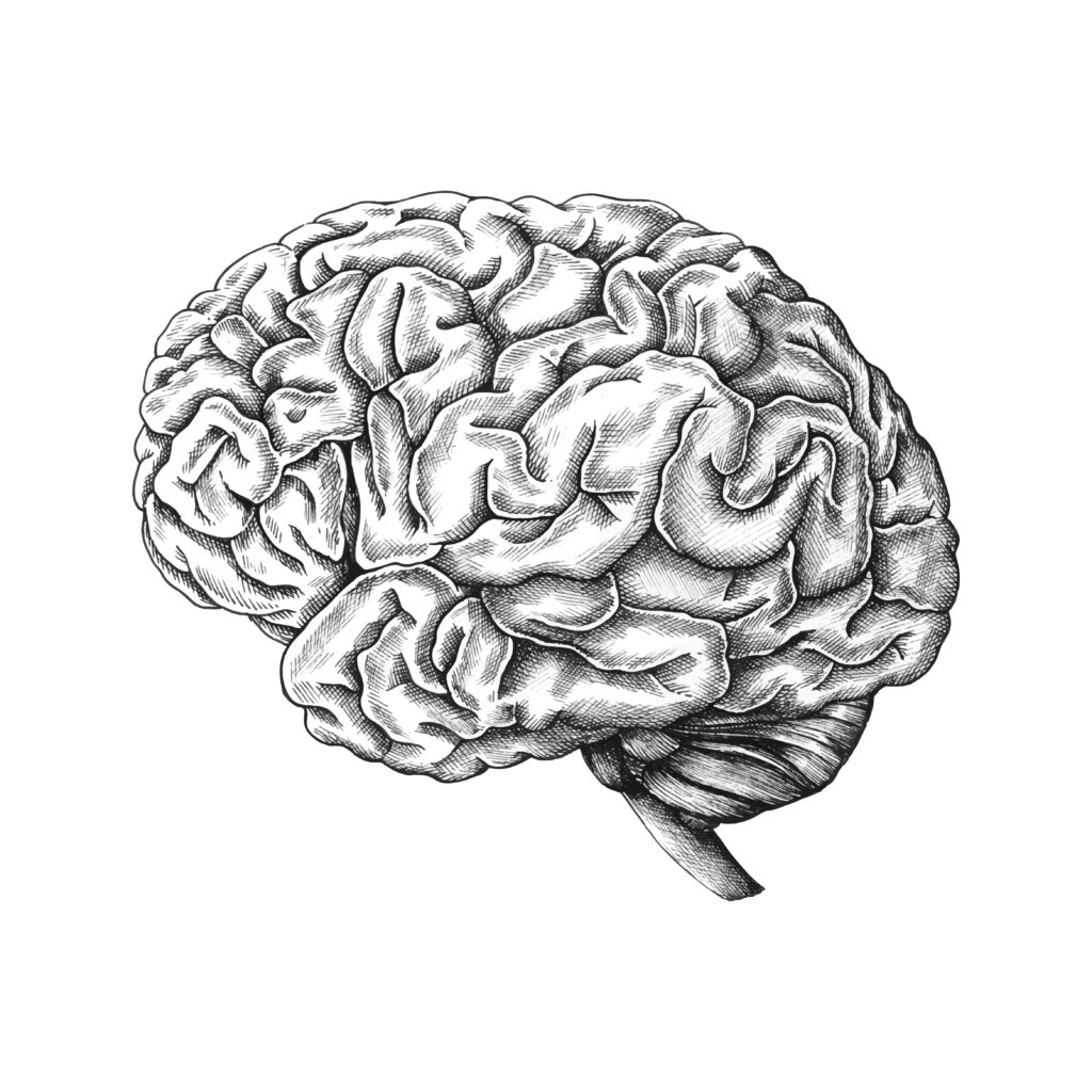 corteza cerebral
