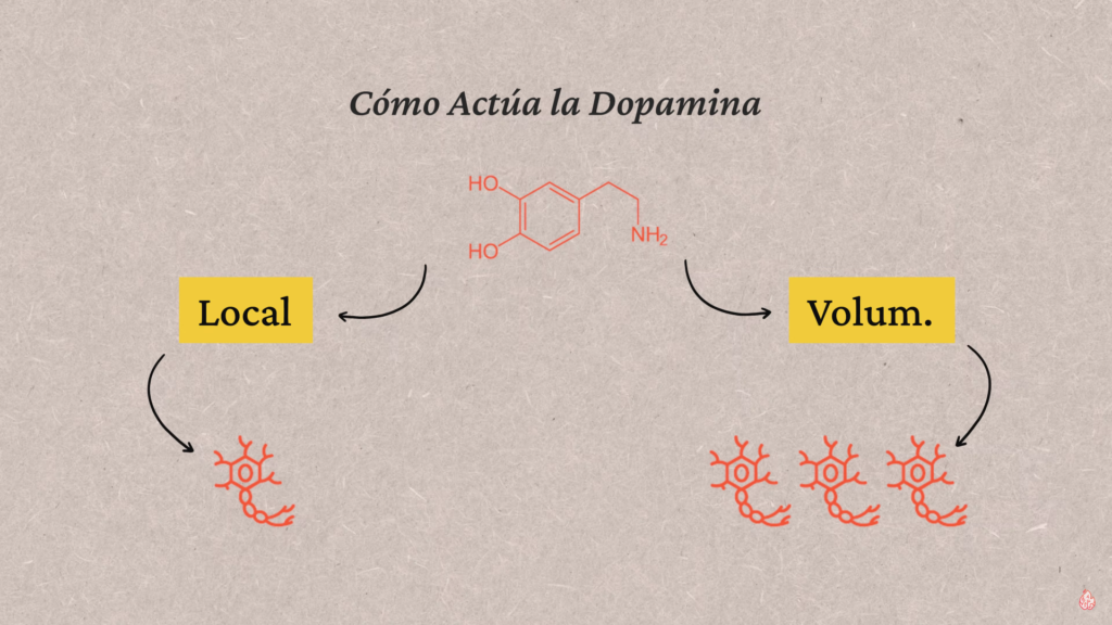 cómo actúa la dopamina