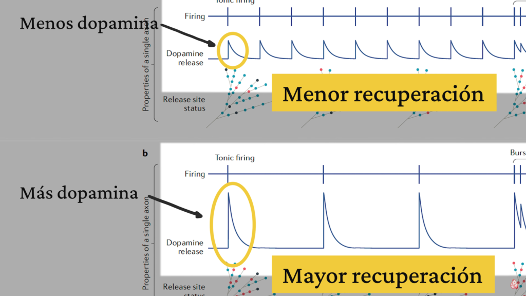 Estudio sobre la liberación de dopamina en diferentes escenarios