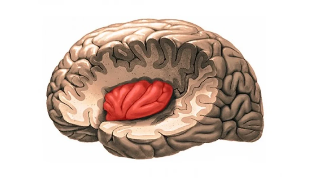 Corteza insular - Insula